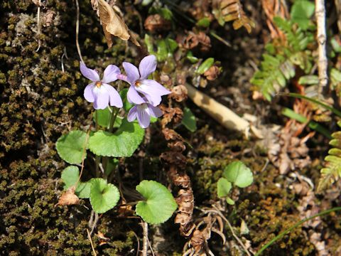 Viola grypoceras