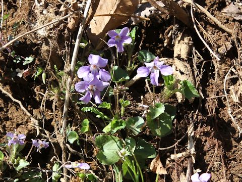 Viola grypoceras