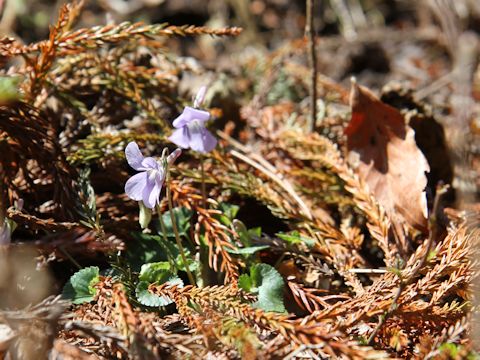 Viola grypoceras