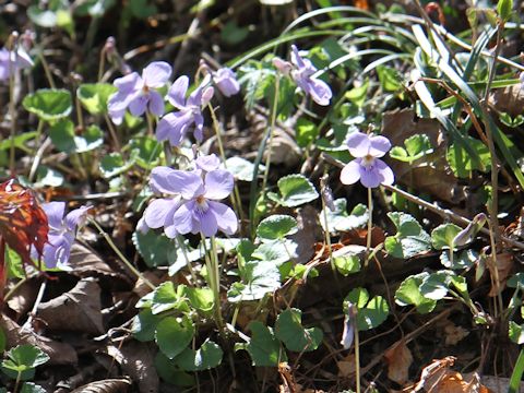 Viola grypoceras