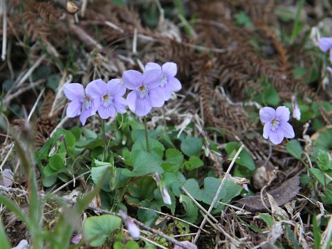 Viola grypoceras