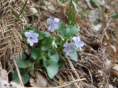 Viola grypoceras