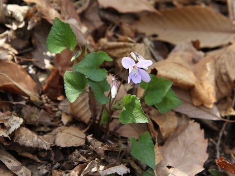 Viola grypoceras