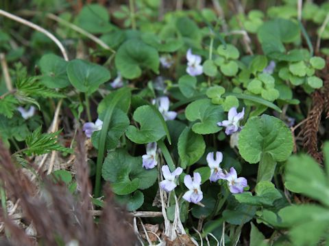 Viola grypoceras