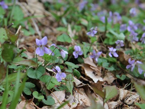 Viola grypoceras