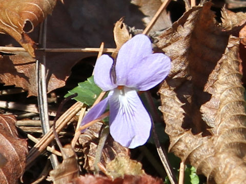 Viola grypoceras