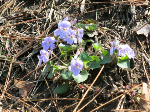 Viola grypoceras