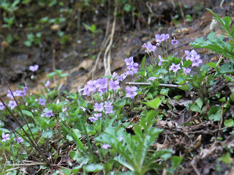 Viola grypoceras