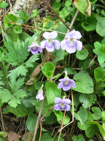 Viola grypoceras