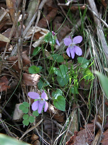 Viola grypoceras