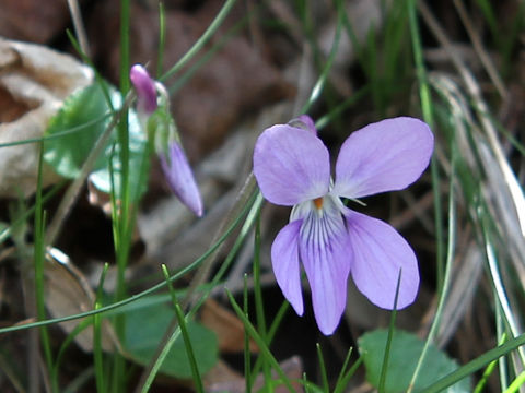 Viola grypoceras