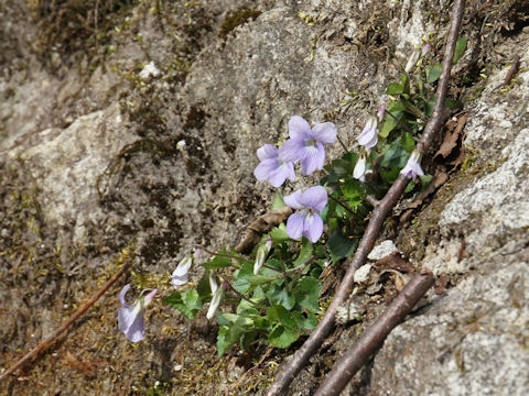 Viola grypoceras