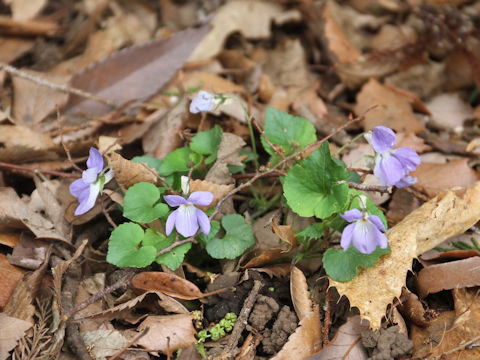 Viola grypoceras