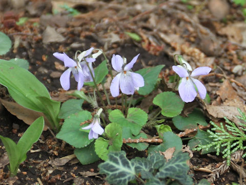 Viola grypoceras