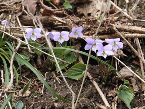 Viola grypoceras