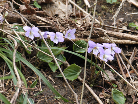 Viola grypoceras