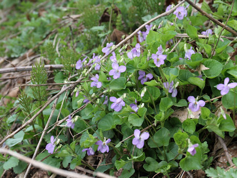 Viola grypoceras