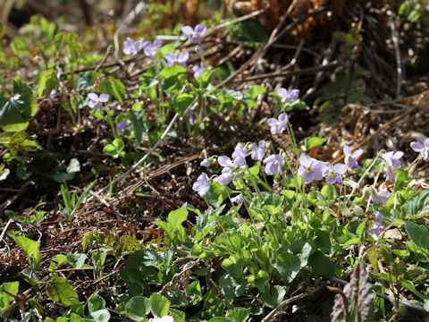 Viola grypoceras