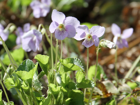 Viola grypoceras