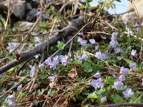 Viola grypoceras