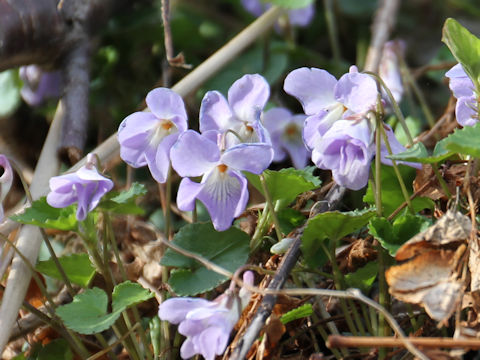 Viola grypoceras