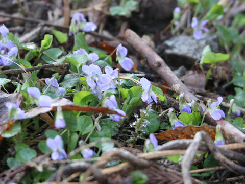 Viola grypoceras