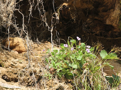 Viola grypoceras