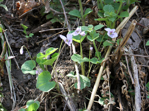 Viola grypoceras