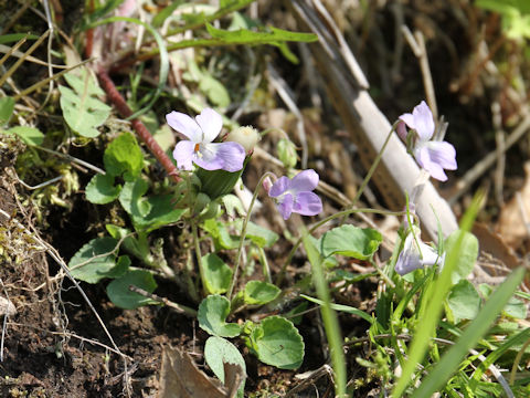 Viola grypoceras