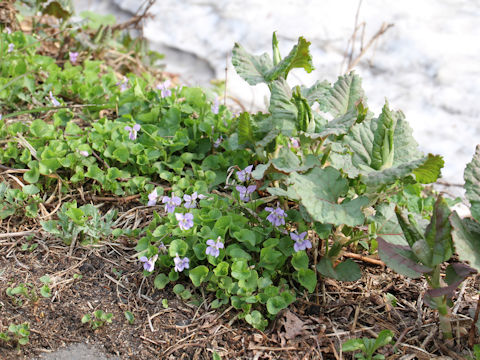 Viola grypoceras