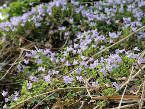 Viola grypoceras