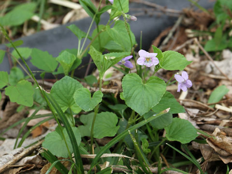 Viola grypoceras