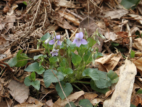 Viola grypoceras