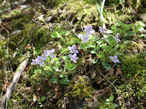 Viola grypoceras