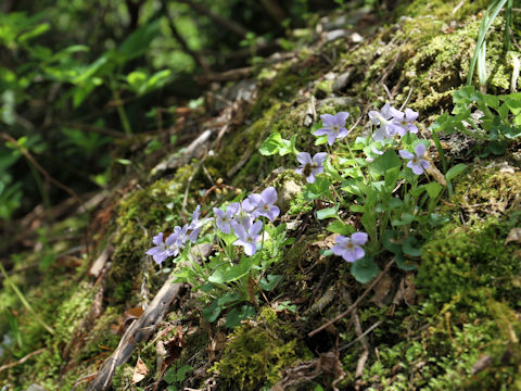 Viola grypoceras