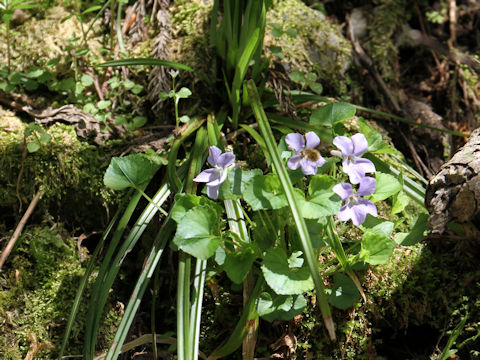 Viola grypoceras