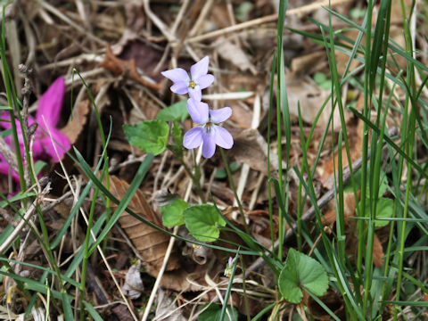 Viola grypoceras