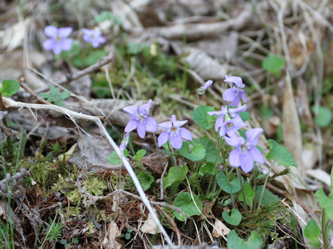 Viola grypoceras