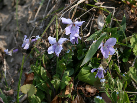 Viola grypoceras