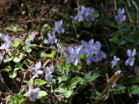 Viola grypoceras