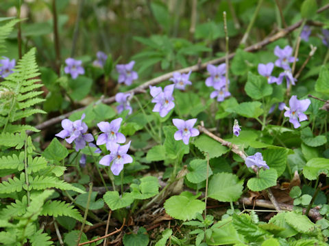 Viola grypoceras