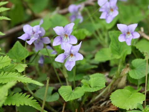 Viola grypoceras