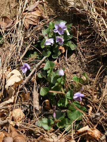 Viola grypoceras