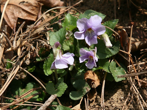 Viola grypoceras