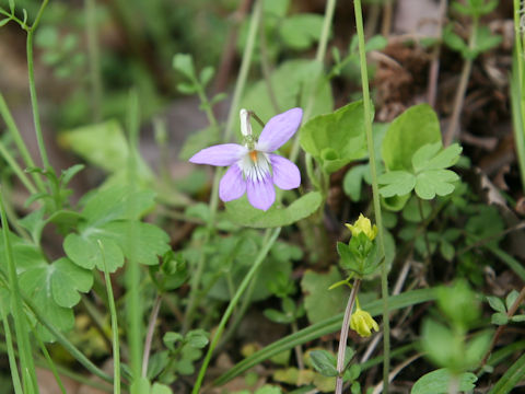 Viola grypoceras