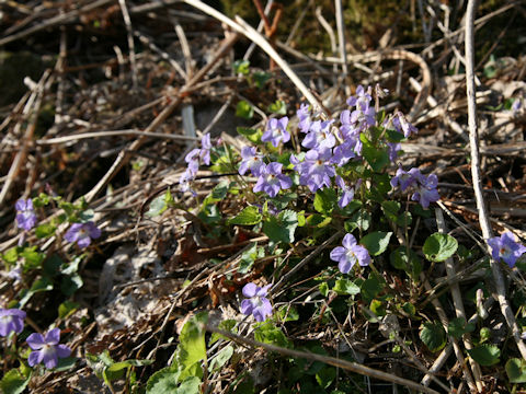 Viola grypoceras