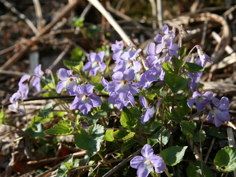 Viola grypoceras