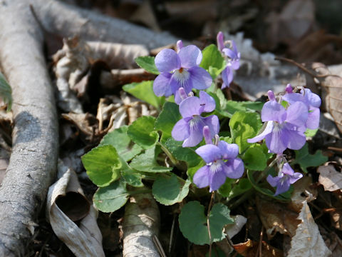 Viola grypoceras