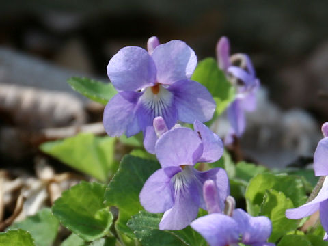 Viola grypoceras