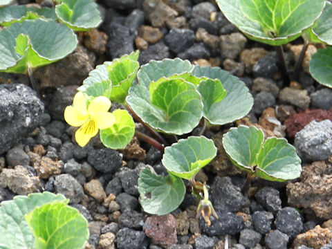 Viola crassa